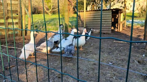 Canards Barbarie 10 56560 Guiscriff