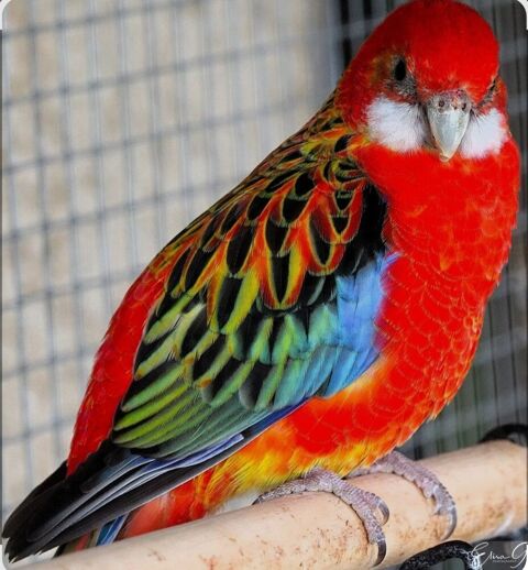 Recherche Perruche Omnicolore Femelle pour mon Coco ! 85 83136 Forcalqueiret