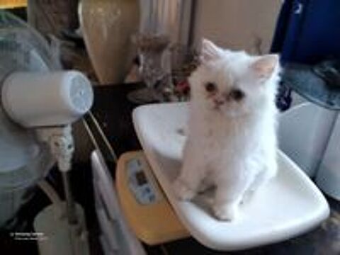   Chatons Persans 
