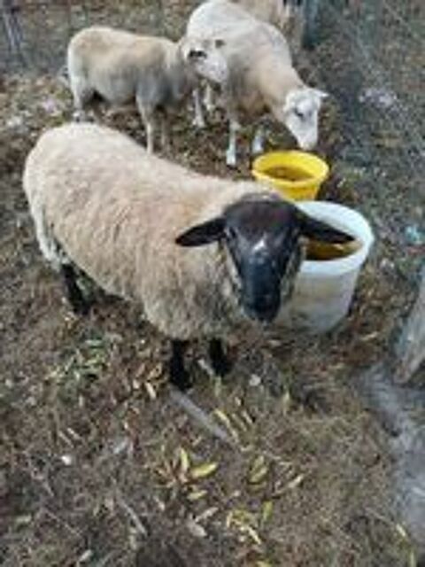   agneau 