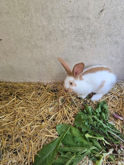 lapins géant papillon 40 78970 Mzires-sur-seine