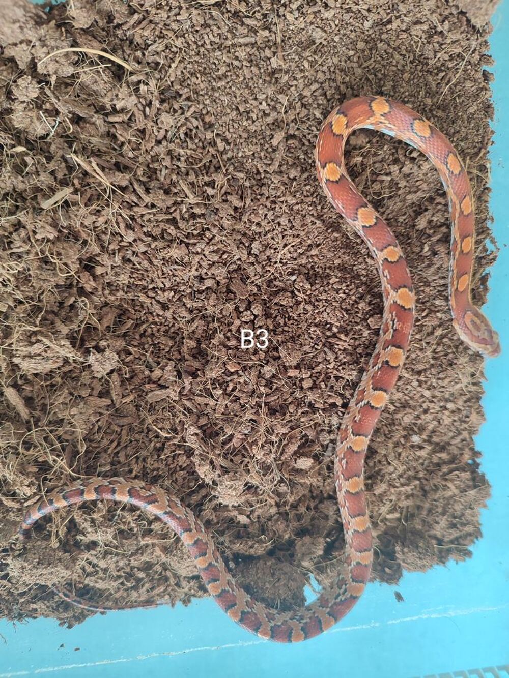   Serpent des bl�s - Elaphe 