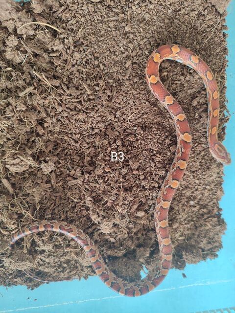 Serpent des bl&eacute;s - Elaphe 25 94600 Choisy-le-roi