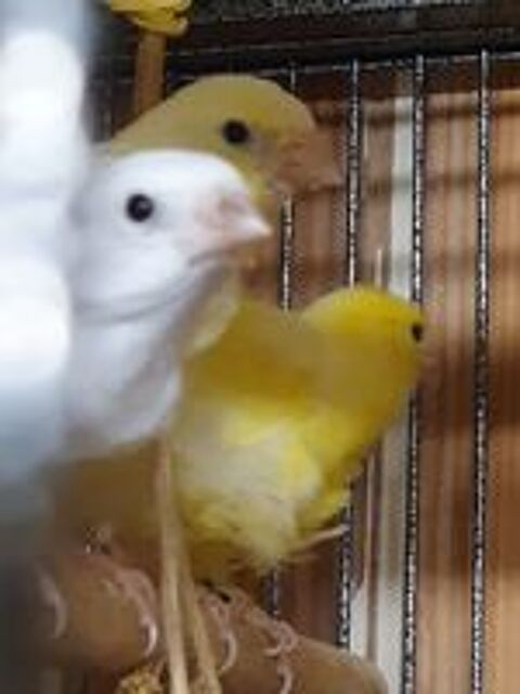   3 canaris fiorino 