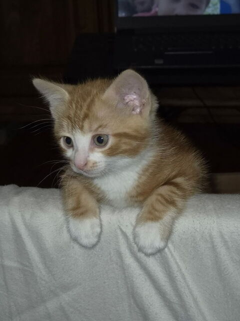 Donne 1 chaton male 0 31250 Revel