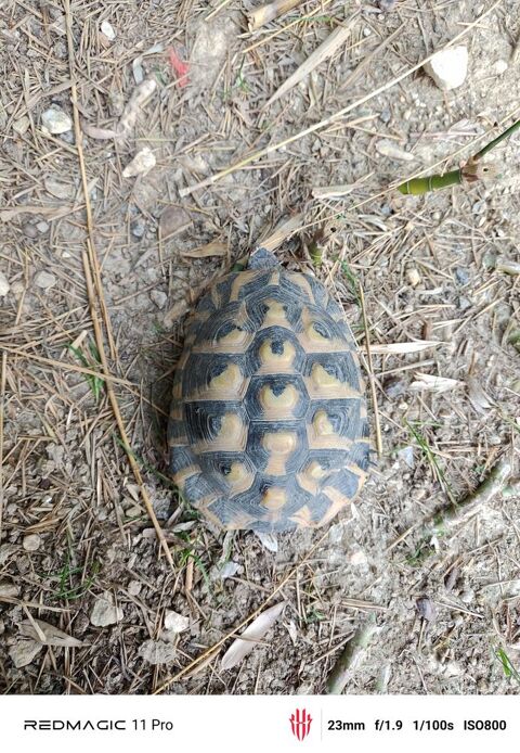Tortue de terre &acirc;g&eacute; de 8ans 100 30190 Saint-chaptes