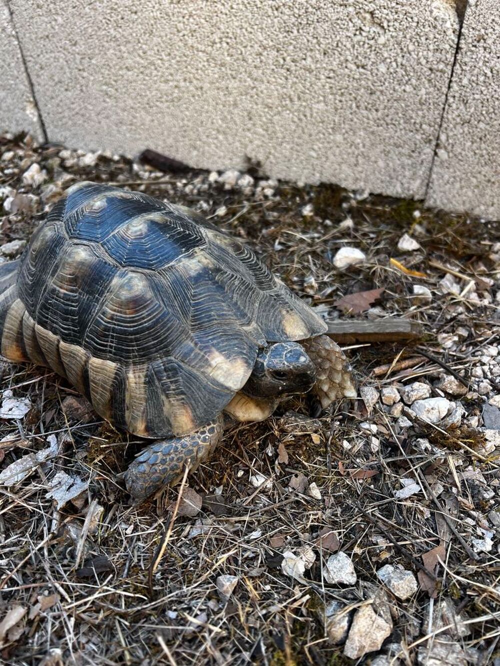 tortue m&acirc;le marginata Jardin