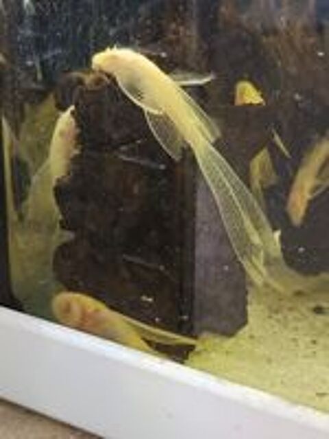   Ancistrus gold voil  