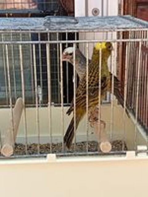   Couple Canaris lizar 