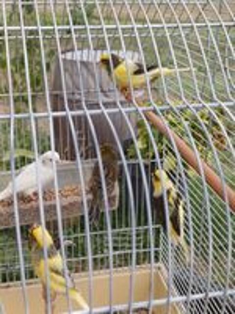   Canaris 