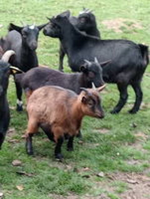   Bonjour je des ch�vres 