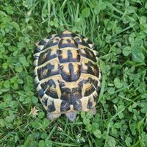   Tortue Adulte Ile de France 