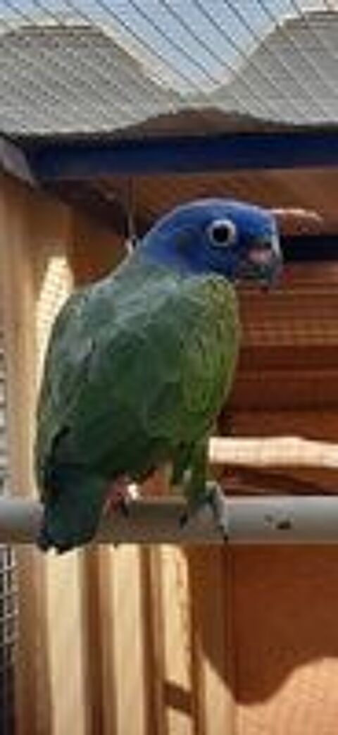   
Pionus Menstruus 