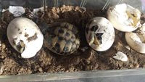   Tortues nes en juin 2024 
