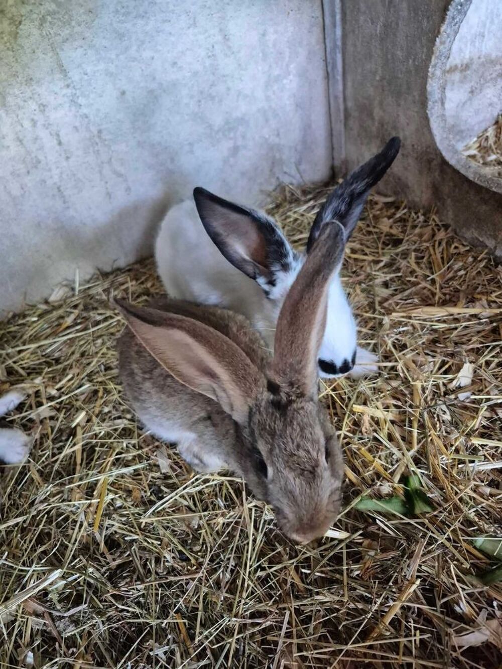 lapin geant papillon Jardin