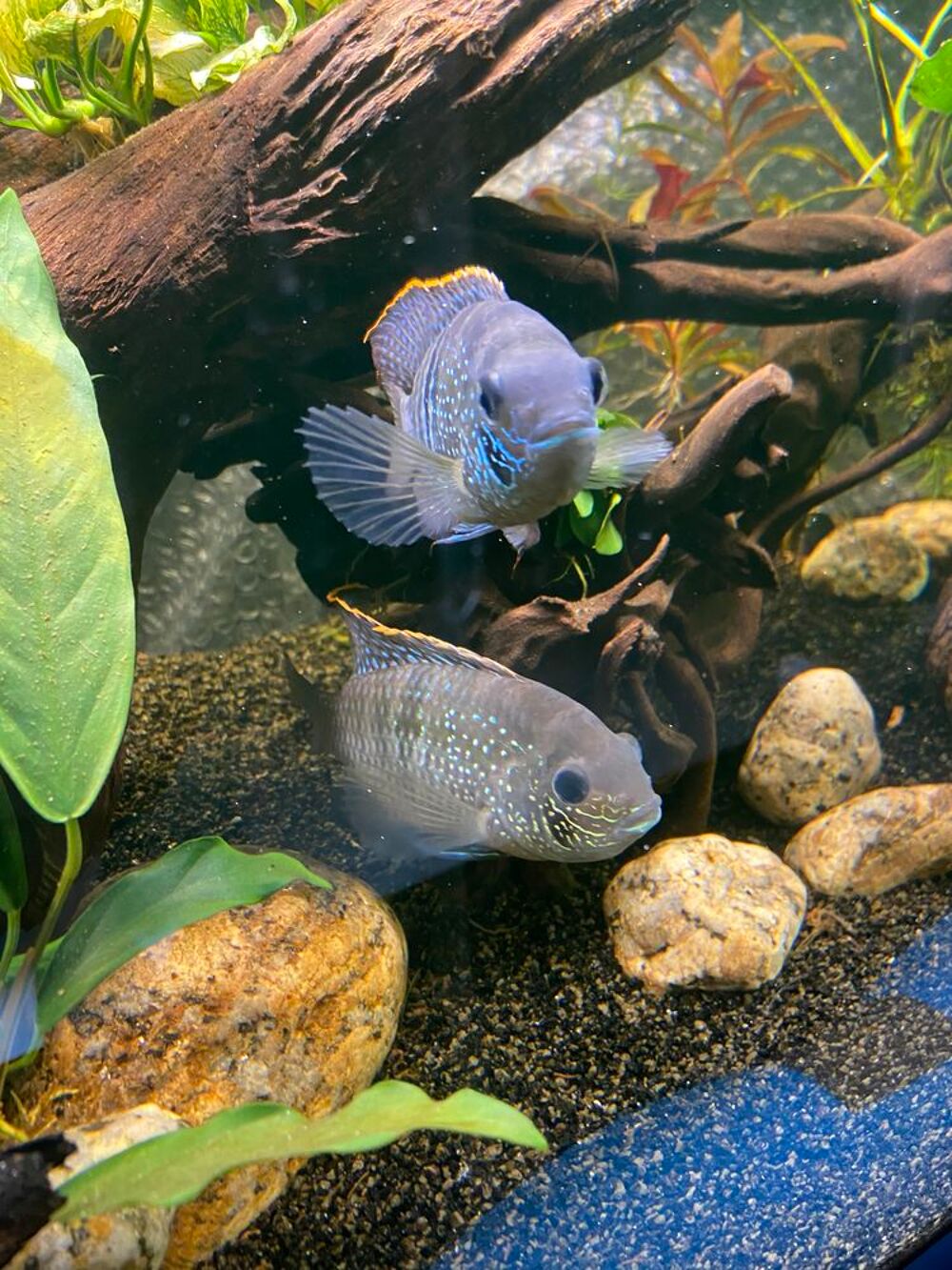   Andinoacara pulcher juveniles  