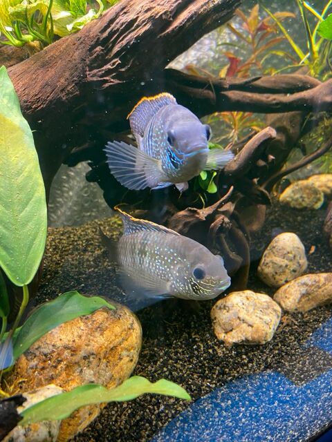 Andinoacara pulcher juveniles 5 77130 Dormelles