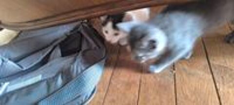   A donner chatons 