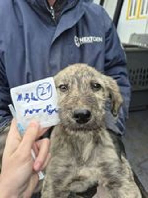   Nilam à l'adoption 