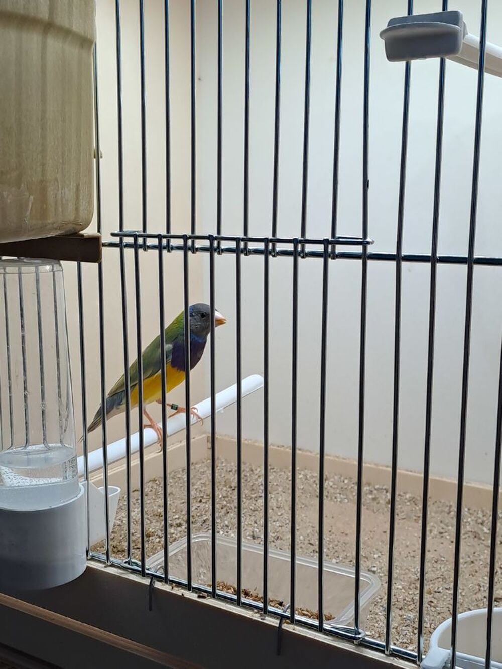   Diamant gould  