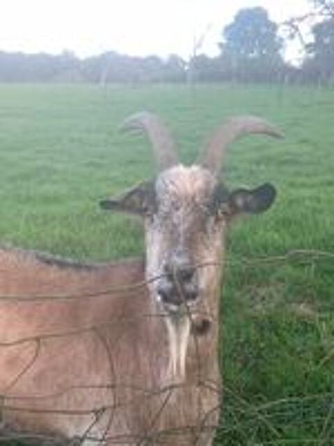   Bouc castr 3 ans 