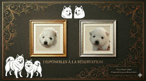 Chiots Spitz Japonais LOF &agrave; r&eacute;server 1200 62800 Li�vin