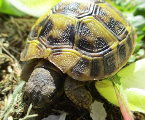 b&eacute;b&eacute; tortue n&eacute; en 2026 50 34740 Vendargues