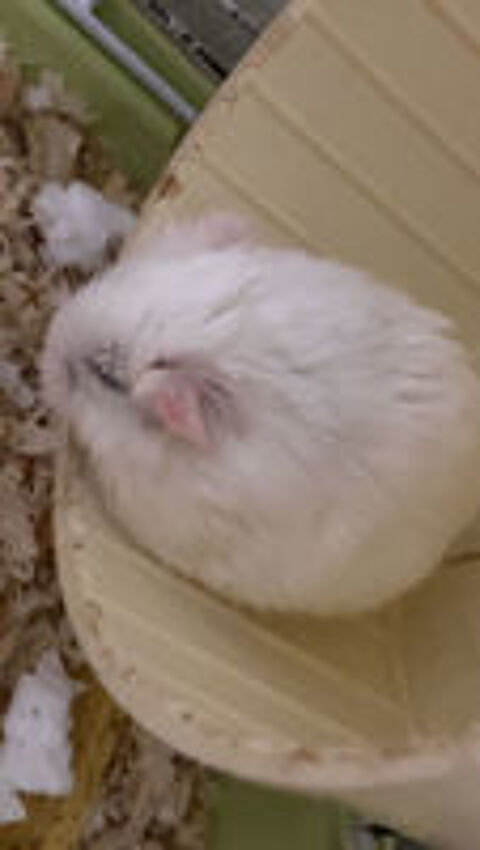   hamster femelle 