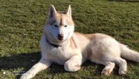   MAGNIFIQUE HUSKY SIBERIEN POUR SAILLIE 
