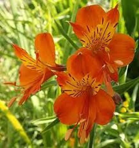 Hemerocalles
2 Castelnaudary (11)