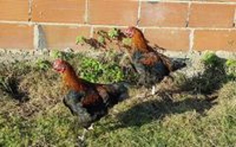   Marans noir cuivr� ? 3 jeunes coqs calmes 