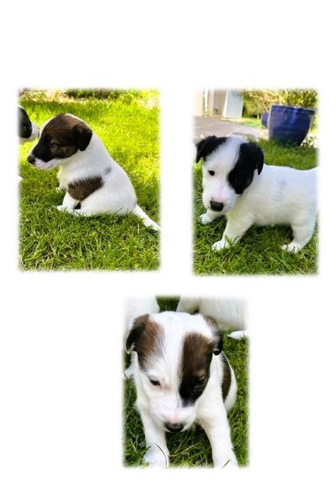 A r&eacute;server fox terriers &agrave; poil lisse, 1000 17690 Angoulins
