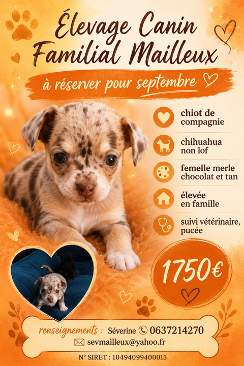 A r&eacute;server chiots chihuahua non LOF 1750 22640 Plénée-jugon