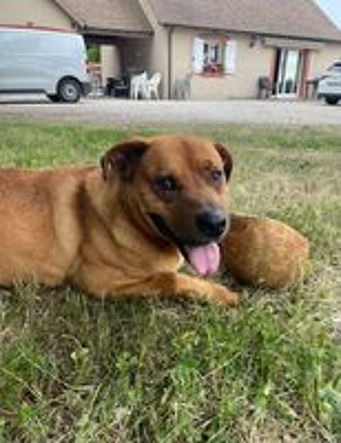   Garde de chiens à domicile, Visites chez vous 