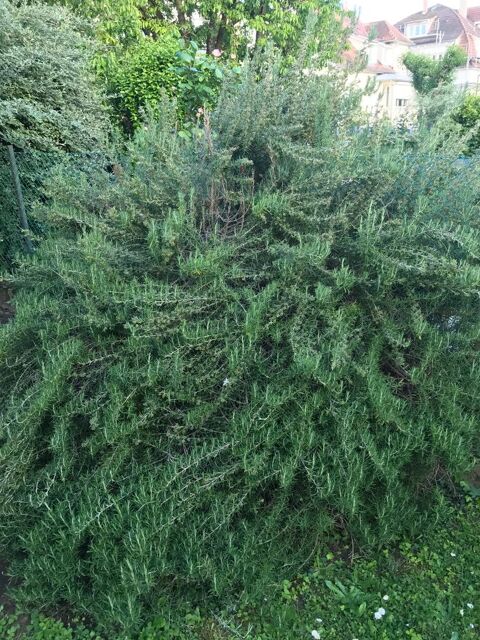 Romarin 3 Strasbourg (67)