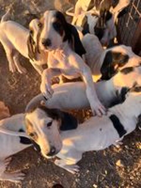   Chiots type gascon SAINTONGEOIS  