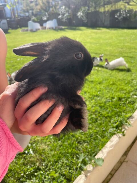 Bébés lapins nain bélier 25 64210 Ahetze
