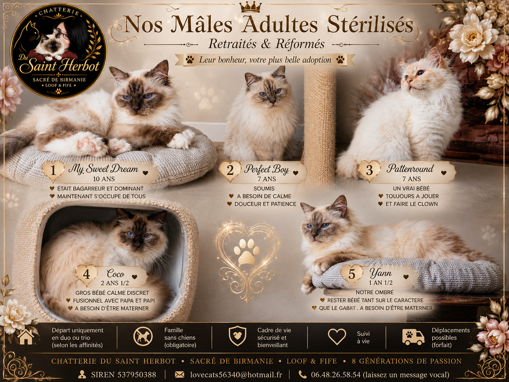   Males Adultes sacre de birmanie LOOF STERILISES 