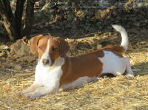   Pop le ouistiti chien est  l'adoption! 