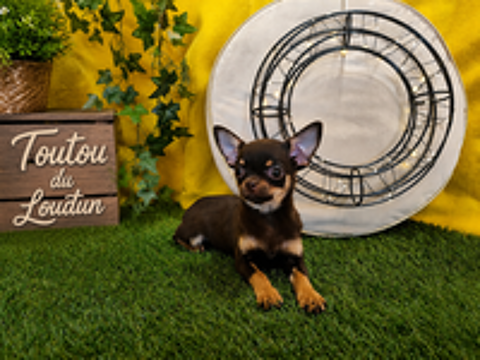   Chiot Chihuahua poils courts femelle 