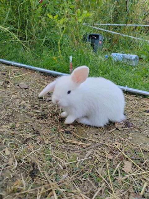 Lapin mini lop pure race 50 30140 Bagard