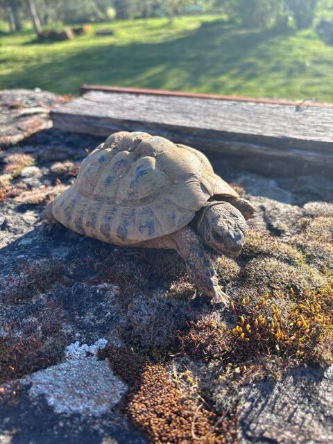 Tortues 30 87000 Limoges