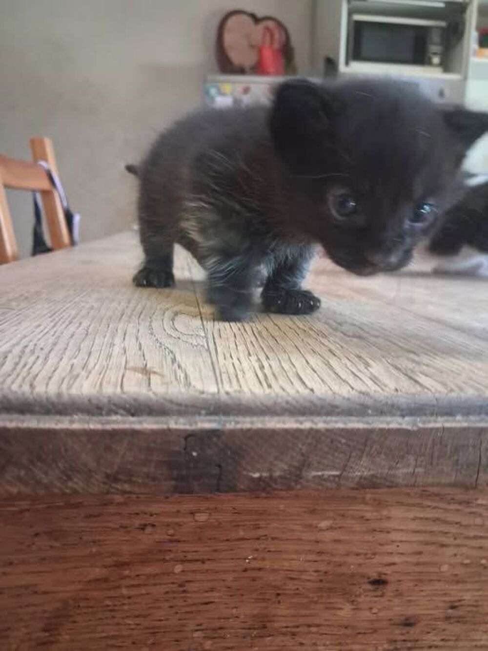   Chat BALOO à la réservation 