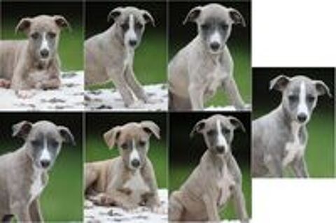   Magnifique chiots Whippet 