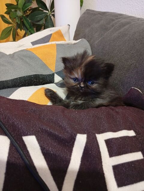 Chaton femelle non lof 850 68130 Altkirch