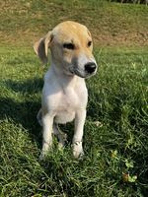   A L'ADOPTION TOBY SE TROUVE EN REFUGE MACEDOINE DU NORD 