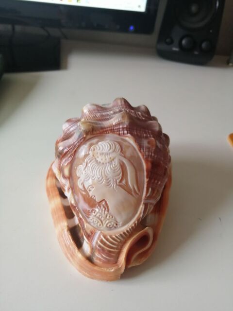 Coquillage nautile grav�  0 Auch (32)