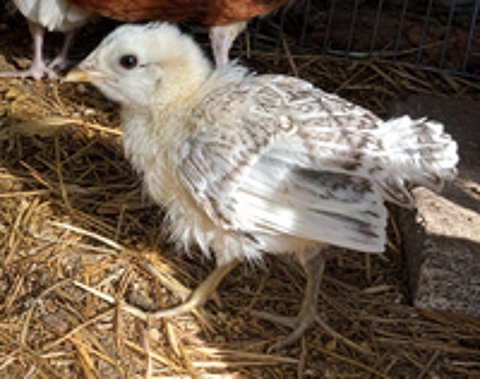   Poussins  
