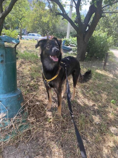 EMMA  au  refuge en ukraine 0 75018 Paris