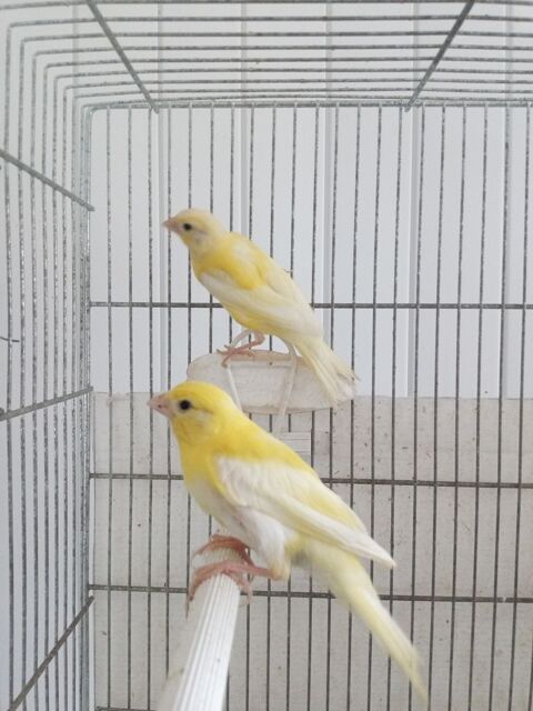 Canaris jaunes 20 37110 Saunay